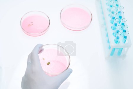 Photo for Above view of gloved hand of scientist or chemist taking petri dish with mold in pink substance during scientific investigation in laboratory - Royalty Free Image