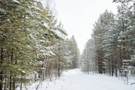 Photo for Picturesque view of group of pines and firtrees in snow surrounding long and curvy road in park or deep forest on frosty winter day - Royalty Free Image