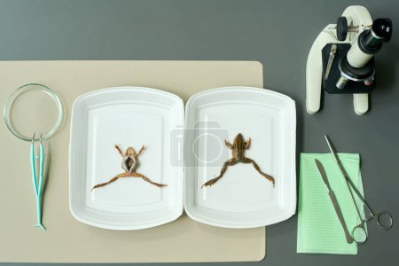 Photo for Above view of two plastic trays with frogs for dissection, microscope for studying chemical substances or animal parts and other supplies - Royalty Free Image