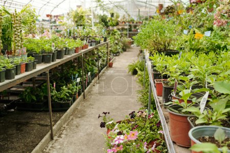 Photo for Horizontal image of green plants growing in pots in big greenhouse for sale to gardeners - Royalty Free Image