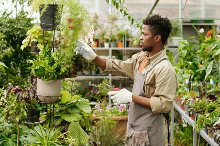 Photo for African young gardener in workwear examining leaves of potted plants during his work in flower shop - Royalty Free Image