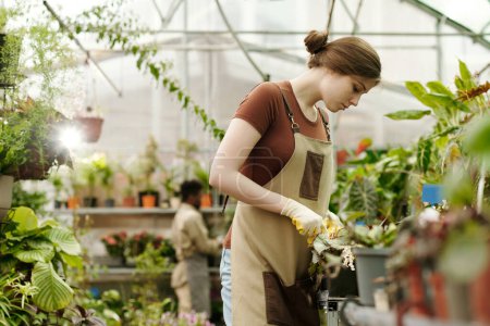 Téléchargez les photos : Jardinière en vêtements de travail s'occupant des plantes sur des pots et les préparant à la vente dans un magasin de fleurs - en image libre de droit