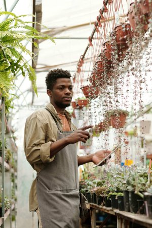 Téléchargez les photos : Jeune jardinier africain en tablier pointant des fleurs suspendues dans des pots examinant leur nom avec une tablette numérique - en image libre de droit