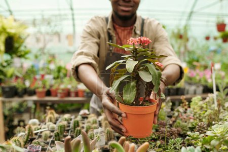 Photo for Close-up of African seller reaching plant in pot for sale in flower shop - Royalty Free Image
