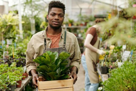 Foto de Retrato del joven jardinero africano portando nuevas plantas en caja para trasplante en invernadero - Imagen libre de derechos