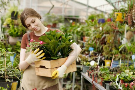 Photo for Young female florist putting potted flowers in wooden box and carrying them for sale in shop - Royalty Free Image