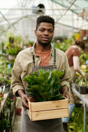 Téléchargez les photos : Portrait d'un fleuriste africain tenant une plante verte dans une boîte et regardant une caméra, il travaille dans un magasin de fleurs - en image libre de droit