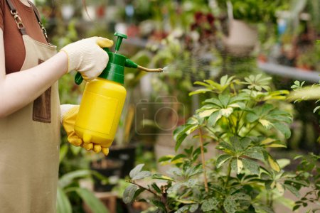 Foto de Primer plano del jardinero femenino utilizando una botella de spray para fertilizar las plantas en invernadero - Imagen libre de derechos