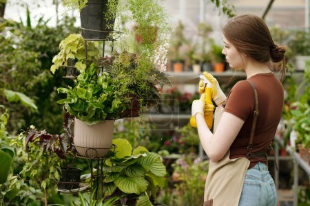 Téléchargez les photos : Jeune fleuriste féminine en pulvérisation de tablier avec de l'eau sur des plantes en pot sur rack pendant son travail dans un magasin de fleurs - en image libre de droit