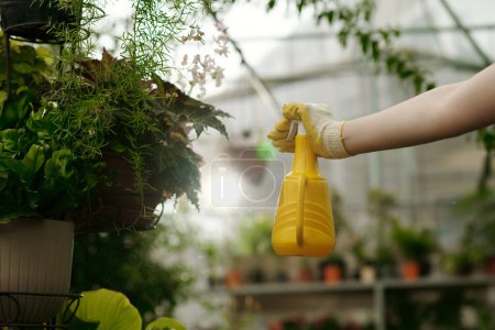 Foto de Primer plano del jardinero rociando agua en macetas verdes con botella de spray en invernadero - Imagen libre de derechos