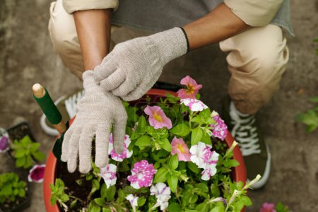 Téléchargez les photos : Gros plan du fleuriste en gants de protection plantant de belles fleurs roses dans un grand pot à vendre dans la boutique - en image libre de droit