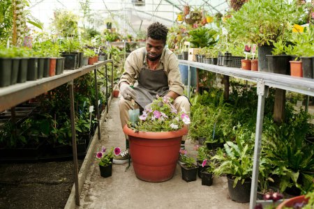 Téléchargez les photos : Fleuriste africain masculin utilisant une truelle à la main pour faire un lit de fleurs à partir de petites fleurs roses dans un grand pot - en image libre de droit