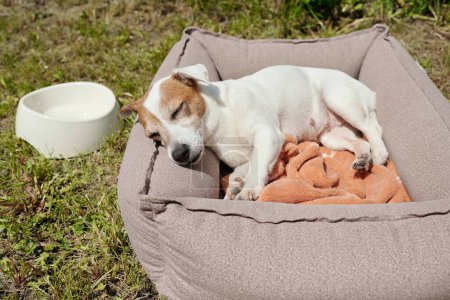 Téléchargez les photos : Mignon jack russell terrier dormir dans doux lit confortable pour animaux de compagnie sur herbe verte de jardin de maison de campagne le jour d'été ou week-end - en image libre de droit