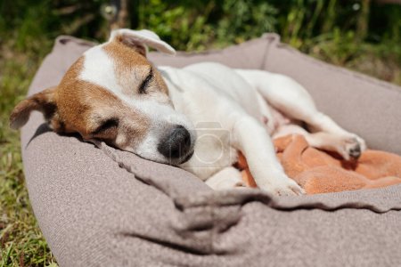 Téléchargez les photos : Jack fatigué russell terrier sieste dans un lit d'animal confortable et doux après avoir mangé sur la cour de la maison de campagne le jour d'été ou le week-end - en image libre de droit