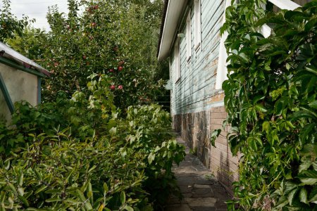 Foto de Parte de la casa de madera o dacha cubierta de hojas de uva verde rodeada de arbustos y árboles que crecen en el jardín - Imagen libre de derechos