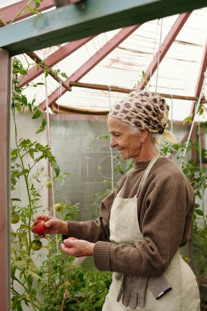Photo for Side view of senior woman in apron picking ripe tomatos for salad in large hothouse with variety of vegetables and plants - Royalty Free Image