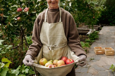 Photo for Part of aged woman in pullover, and gloves holding heap of ripe apples in apron while standing in front of camera in the garden by summer house - Royalty Free Image