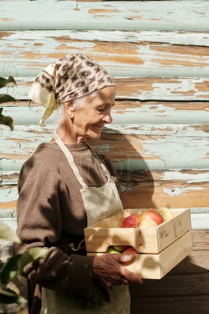 Foto de Vista lateral de una anciana jubilada que lleva una caja de madera con manzanas maduras recogidas de árboles que crecen en el jardín por casa de verano - Imagen libre de derechos
