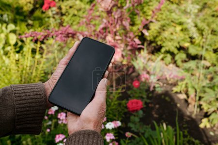 Photo for Close-up of hands of aged female farmer holding smartphone with blank screen over flowerbed with green plants and blooming flowers - Royalty Free Image