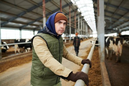 Foto de Joven trabajador masculino serio de una granja de vacas en una explotación de ropa de trabajo por barandillas de establo mientras se opone a su colega y ganado - Imagen libre de derechos