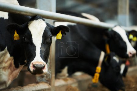 Black-and-white purebred milk cow looking at camera while standing in cowshed against other livestock eating food from feeder Stickers 656203414
