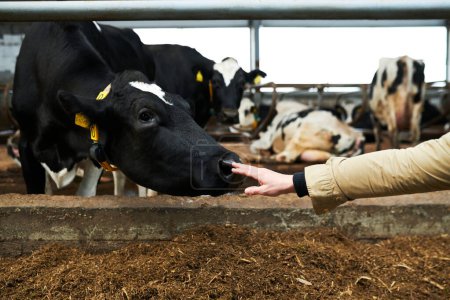 Foto de Joven trabajador de vaquería tocando la nariz de vaca lechera negra mientras estira la mano al hocico de animal parado en establo con otro ganado - Imagen libre de derechos