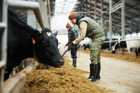 Téléchargez les photos : Travailleur Cowfarm avec fourrage à fourche pour vaches en mangeoire avec fourrage tout en se penchant vers l'avant devant étable avec bétail - en image libre de droit