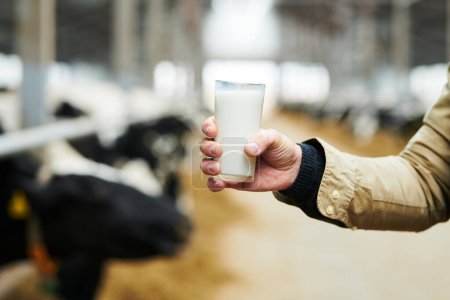 Téléchargez les photos : Main de jeune agriculteur mâle de ferme vache tenant un verre de lait frais devant la caméra tout en se tenant contre une longue étable avec des vaches laitières - en image libre de droit