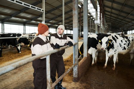 Photo for Two young farmers in workwear standing by cowshed at working meeting and discussing opportunities of improvement of cattle keeping - Royalty Free Image