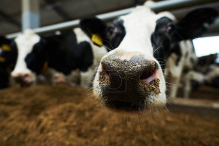 Selective focus on nose of black-and-white purebred dairy cow standing in cowshed and reaching out head to camera while eating forage Poster 656204718