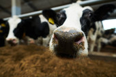 Selective focus on nose of black-and-white purebred dairy cow standing in cowshed and reaching out head to camera while eating forage Poster #656204718