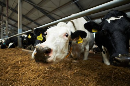 Foto de Vacas lecheras de raza pura blancas y negras de pie en un establo y comiendo forraje fresco del alimentador mientras uno de ellos llega a la cámara - Imagen libre de derechos