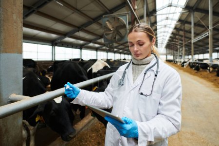 Photo for Young female veterinarian in whitecoat holding thermometer for measuring body temperature of cows during work on cowfarm - Royalty Free Image