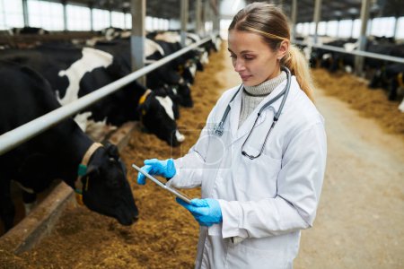 Téléchargez les photos : Jeune vétérinaire moderne en blouse de laboratoire défilant dans la tablette grâce à des informations en ligne sur les soins de santé des bovins domestiques - en image libre de droit