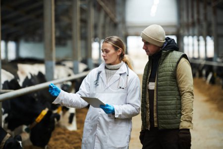 Téléchargez les photos : Jeune femme vétérinaire en manteau et gants regardant le thermomètre et parlant au travailleur masculin de la ferme de vache lors du contrôle des bovins - en image libre de droit