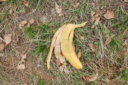 Téléchargez les photos : Peau de banane au sol dans la forêt, vue d'en haut - en image libre de droit