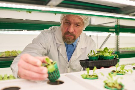 Foto de Enfoque en macho maduro experto en biotecnología que trabaja con plántulas verdes de nuevos tipos de lechuga u otras verduras de hoja - Imagen libre de derechos