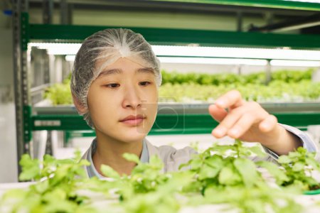 Foto de Enfócate en la cara de la joven ingeniera agrícola asiática eligiendo plántulas verdes de nuevos tipos de vegetales de hojas que crecen en cerchas verticales - Imagen libre de derechos
