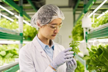 Photo for Focus on young Asian female bio engineer in gloves holding green seedling growing in small pot while working in vertical trusses - Royalty Free Image