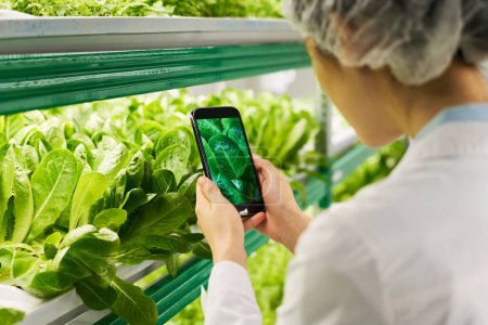 Foto de Primer plano del teléfono inteligente con hojas de espinaca verde en la pantalla en poder de una joven trabajadora de granja vertical que toma fotos de la cosecha - Imagen libre de derechos