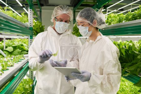 Photo for Two scientists in hazmat suits and protective masks studying characteristics of new sort of lettuce or other leafy vegetables growing in vertical farm - Royalty Free Image