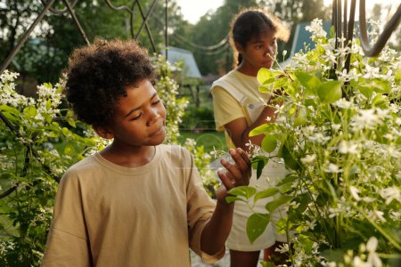 Téléchargez les photos : Jeune garçon afro-américain debout entre des buissons verts en fleurs devant la caméra dans le jardin et regardant de minuscules fleurs blanches - en image libre de droit
