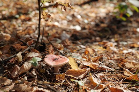 Foto de Champiñón russula solitario con tapa roja creciendo en el bosque en suelo fértil entre hojas secas, agujas de pinetree y otra vegetación - Imagen libre de derechos