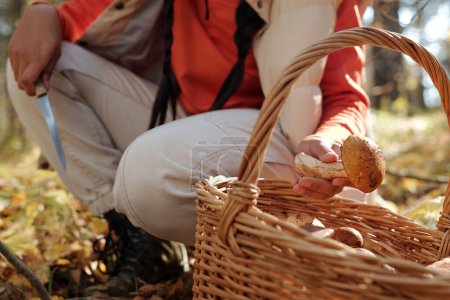 Foto de Concéntrate en la mano de una mujer joven que pone boletus fresco en la cesta mientras está sentada en cuclillas y recogiendo setas en el bosque en otoño. - Imagen libre de derechos