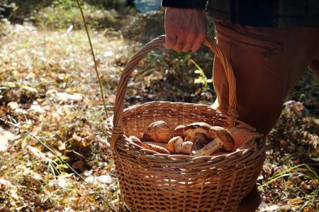 Foto de Cesta con variedad de champiñones frescos siendo transportados por un hombre joven activo en ropa casual caminando por el camino del bosque en el día de otoño - Imagen libre de derechos