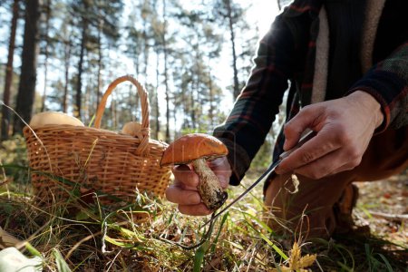 Foto de Joven hombre irreconocible cortando hongos porcini frescos con cuchillo afilado mientras recoge hongos en el bosque de otoño en fin de semana - Imagen libre de derechos