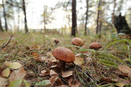 Photo for Focus on orange cap boletus in dry grass growing on forest ground among group of other porcini mushrooms against meadow and pinetrees - Royalty Free Image