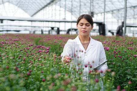Foto de Mujer morena seria en bata de laboratorio tocando el crisantemo púrpura floreciente creciendo en el lecho de flores en invernadero industrial - Imagen libre de derechos