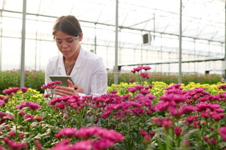 Téléchargez les photos : Jeune femme en labcoat et lunettes de protection touchant fleur de chrysanthème violet en fleurs tout en se penchant sur le lit de fleurs - en image libre de droit