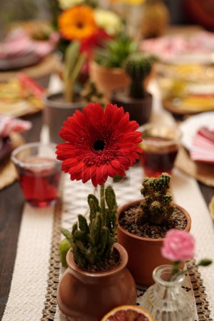 Gorgeous red gerbera standing on served festive table in front of two flowerpots with domestic cactuses and small vase with pink flower